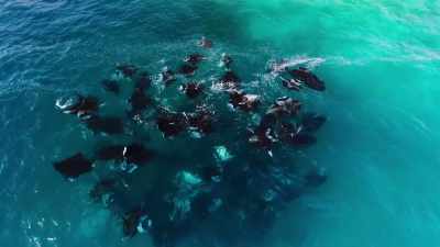 And the mantas create
a vortex of their own - Blue Planet II