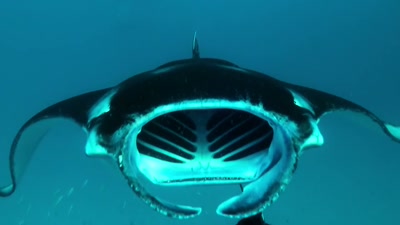 'And the mantas know exactly where
to come year after year. - A Year on Planet Earth
