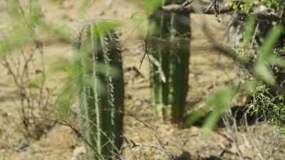 And the mesquite's extremely
long roots draw up water, - The Green Planet