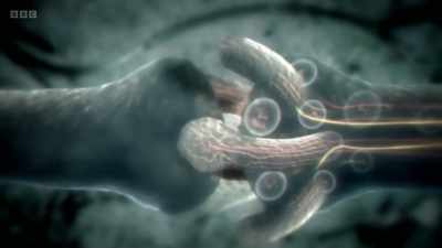 And the more it's activated, - The Human Body: Secrets of Your Life Revealed