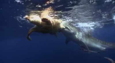 And the need to crack
turtle shells has given - Shark Attack Files