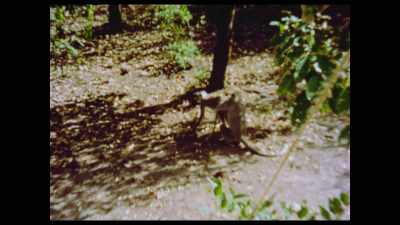 And the next scene is just this monkey, - The Beatles: Get Back