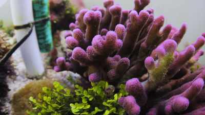 And the only thing you could do
in an experiment - Chasing Coral