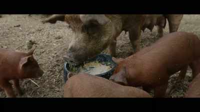 And the piglets knew
when it was time for them to move out. - The Biggest Little Farm: The Return