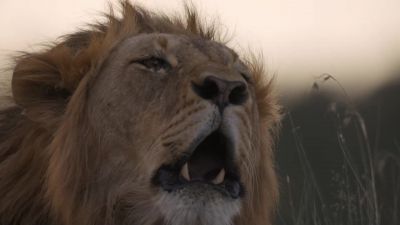 And the pride male, proclaims his authority. - Chasing the Rains