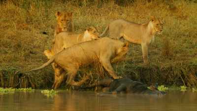And the pride only needs
to be distracted for a heartbeat. - Serengeti
