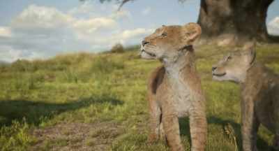 And when the prince
defeats him, - Mufasa: The Lion King
