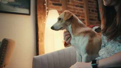 And so the question is now becoming, - Inside the Mind of a Dog