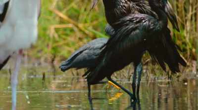 And the rather theatrical black egret - Surviving Paradise: A Family Tale
