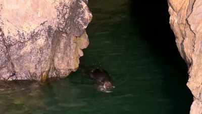 And for the really bold,
a full-on swimming lesson. - Wales: Land of the Wild