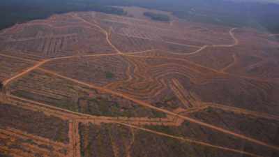 AND THE REASON PEOPLE ARE
CHOPPING DOWN THE FOREST TO - Before the Flood