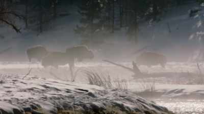 And the response to that
is poachers descend upon - The American Buffalo