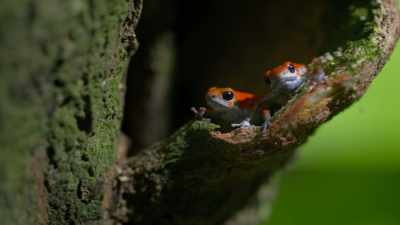 And the reward — a new mate. - Attenborough's Life in Colour