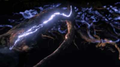 And the root systems trade that
carbon for nutrients. - Fantastic Fungi