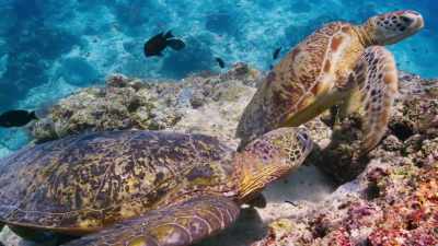 And the smaller female is forced out. - Blue Planet II