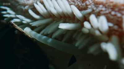 ..and the starfish
just keep coming. - Wild Isles