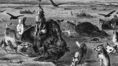 And the stench was so great
that at a mile away - The American Buffalo