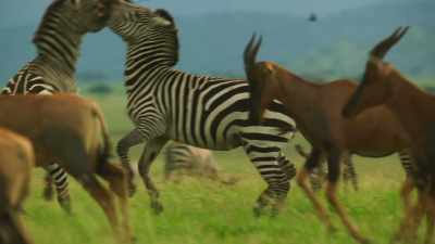 And even the strongest
will be tested. - Serengeti