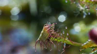 And the Sundew gets
the nutrients it needs. - The Green Planet
