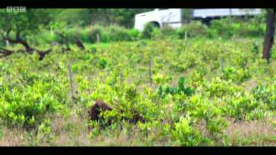 And the surrounding areas
become lethal territory. - Extinction: The Facts