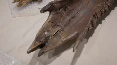 AND THE T. REX PALATE
THAT WE TURNED OVER, - Dino Hunters