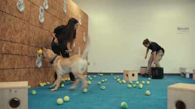 And the thing that stops my heart
every time I see it - Inside the Mind of a Dog