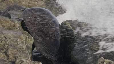 And the turning tide may yet save her. - Planet Earth III