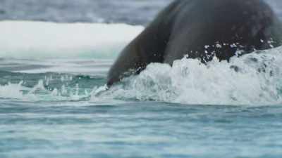 And the whales move in for the kill. - Frozen Planet II