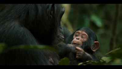 And the world of chimpanzees, - Chimp Empire