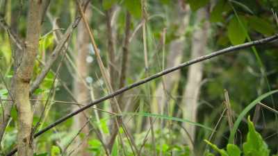 ..and the young whydah - Attenborough's Life in Colour