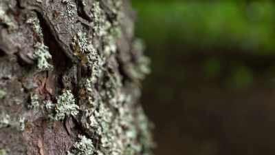 And their only resource is
the natural world around them. - Origins: The Journey of Humankind
