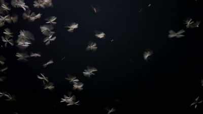 And then if a fly or a
moth or some other insect - The UnBelievable with Dan Aykroyd
