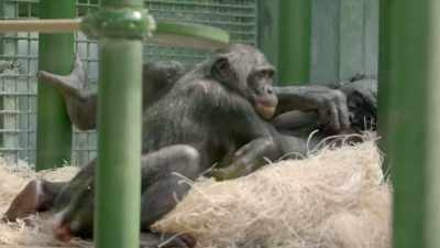And then again, whenever we get
the allergy serum results, - Secrets of the Zoo