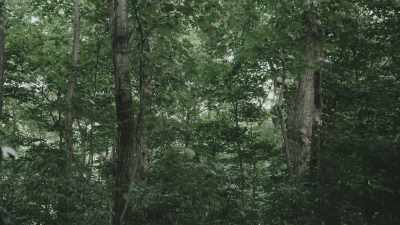 And then, it all, like a
blob, sucked into it. - Missing 411: The Hunted