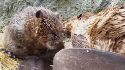 And then they also groom
themselves with it, - Secrets of the Zoo