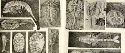 And then begins to explore how, mechanics, - Is Genesis History?