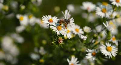 And then you can see it
quantified - The Pollinators