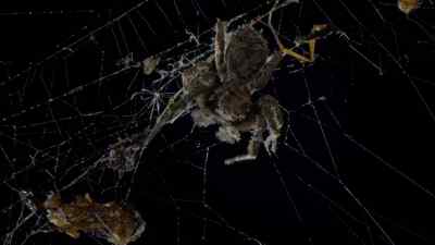 And then she does something
very curious. - Micro Monsters with David Attenborough