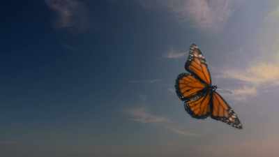 And then flies over
2,500 miles south... - The Secret Lives of Animals