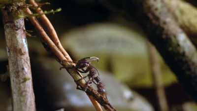 And then from that point, the ant dies, - Zombies! Prepping for the Apocalypse