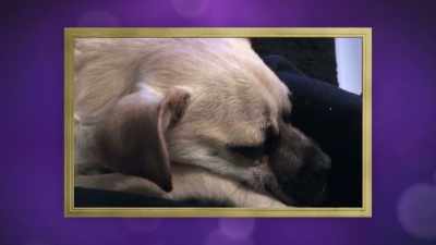 And then he grew about
3 or 4 more pounds, - 2022 American Rescue Dog Show