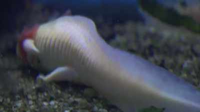 And then I discovered its eyes,
its face -- - Ambient Swim