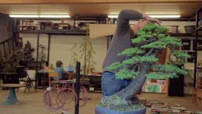 And then I let it do
what it's gonna do - Trees and Other Entanglements