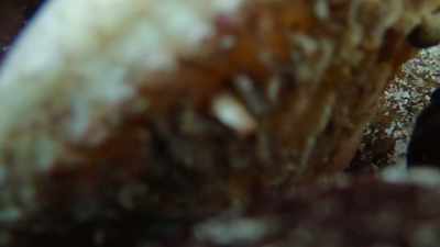 And then, I see her, - My Octopus Teacher