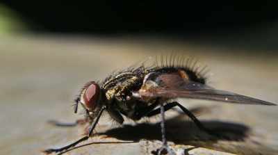 And then I tried it
with carpenter ants, - Fantastic Fungi