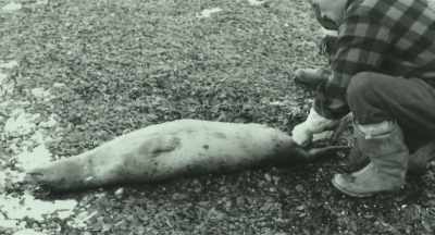 And then in 1972 - After the Bite