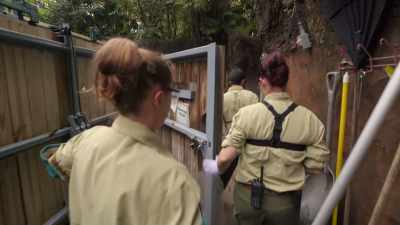 And then in its place we will leave
a fake egg, which we call a dummy egg. - Magic of Disney's Animal Kingdom