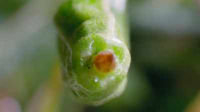 And then, just the slightest
disturbance, - The Green Planet