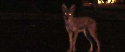 And then he just trots off, - Something in the Dirt