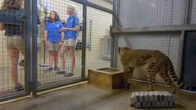 And then, of course,
priya's around - Secrets of the Zoo